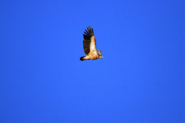 ヒマラヤハゲワシ