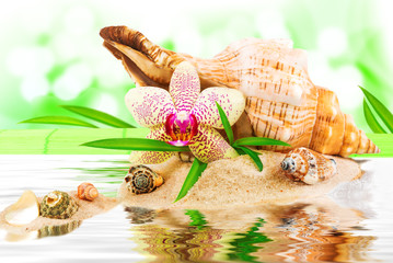 Spa concept with seashell - 49595436