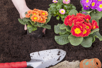Primeln und Bellis  (Gänseblümchen) im Blumenbeet