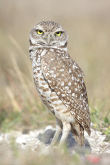 Burrowing Owl (athene cunicularia)