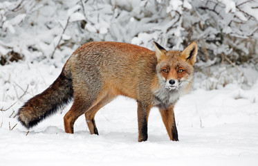 Red fox in a snowy landscape