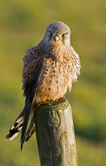 Common European Kestrel