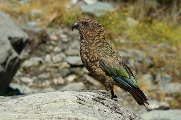 Kea