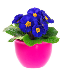 blue primulas in pink pot isolated on white background