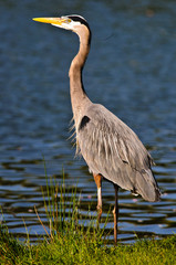 Close up of a Large Blue Heron