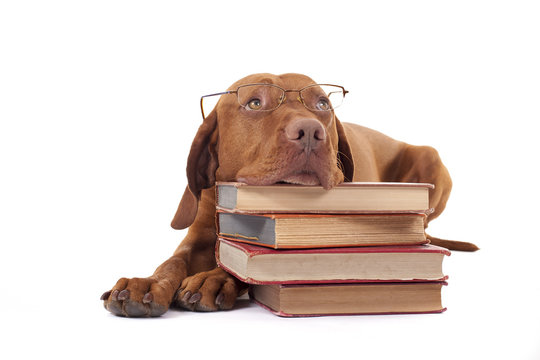 dog laying head on a pile of books
