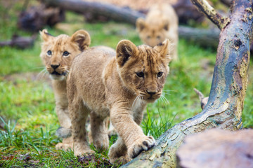 Fototapeta na wymiar Lion cubs walking