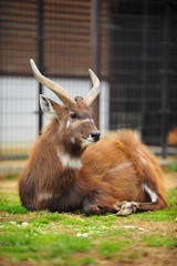 animal-sitatunga-001