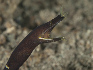 Coral fish Ribbon eel