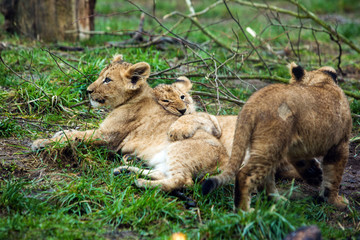 Naklejka premium Lion cubs