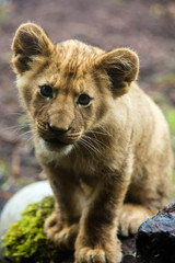 Lion cub