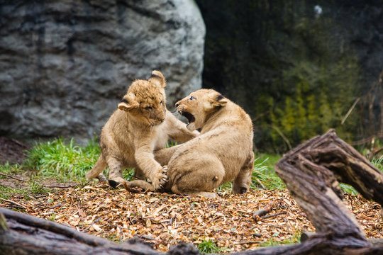 Two Young Lion Cubs Fighting