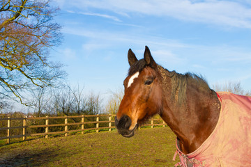 Horse in field wearing horse rug