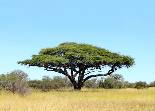Acacia on the African plain