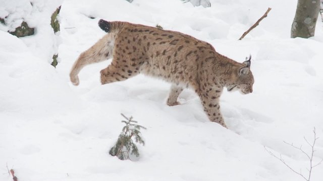 Luchs im Winter