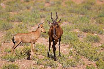 Red Hartebeest standing with calf; Alcelaphus buselaphus