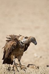 White-Backed vulture; Gyps africanus