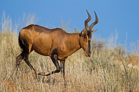 Red Hartebeest running down a sand dune; Alcelaphus buselaphus