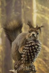 Obraz premium squirrel