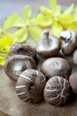 Shiitake Mushroom