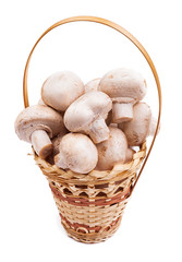 mushrooms in a basket