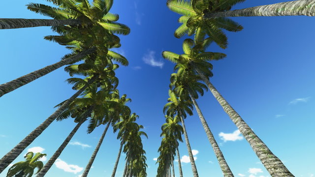 Beautiful tall palm trees against blue sky