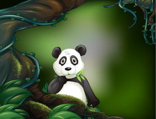 A panda at the jungle
