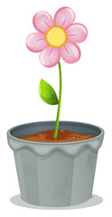 A pot of plant with a flower