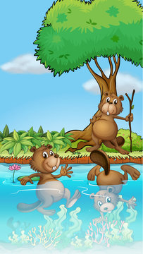 Three beavers playing at the river