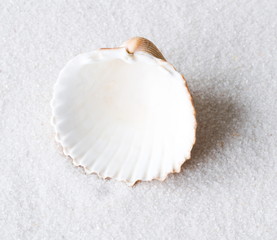 Muschelschale stehend im Sand