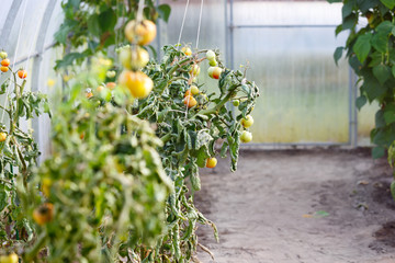 tomato glasshouse