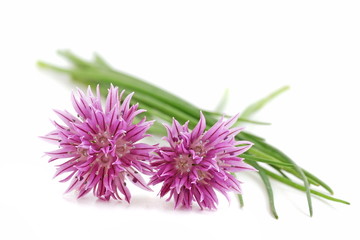Fototapeta premium Schnittlauch mit Blüte auf weißem Hintergrund
