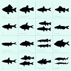 Obraz premium Set of freshwater fish
