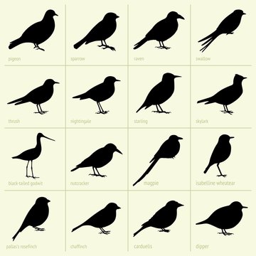 Set of birds (part 1)