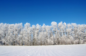 Frosted trees