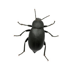 black beetle