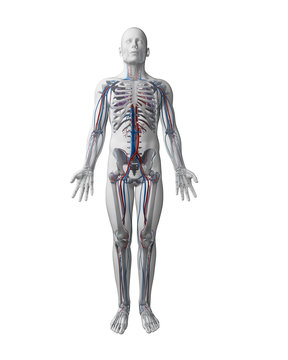 3d rendered illustration - vascular system