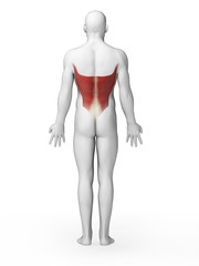 3d rendered illustration - latissimus