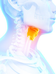 3d rendered illustration - larynx