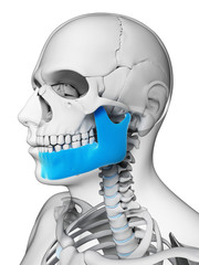 3d rendered illustration - jaw bone