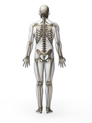 3d rendered illustration - skeleton