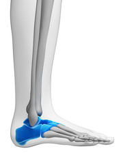 3d rendered illustration - tarsal bones