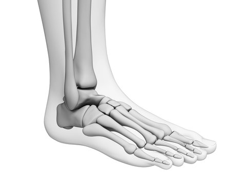 3d rendered illustration - foot anatomy
