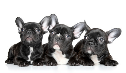 French bulldog puppies