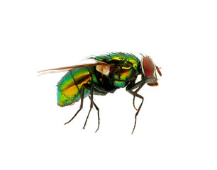 green fly