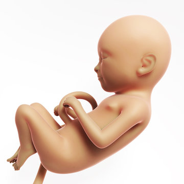 3d rendered illustration - human fetus month