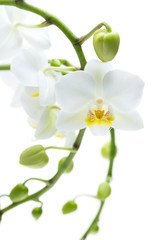 Viele offene und geschlossene Blüten einer Orchidee