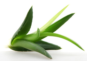 Obraz premium Aloe vera plant isolated on white