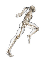Obraz na płótnie Canvas 3d ilustracji - anatomia biegacz