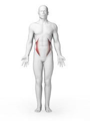 3d rendered illustration - internal oblique muscles